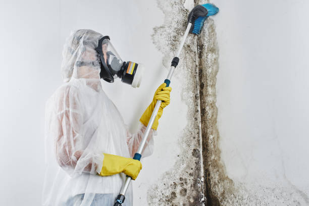 Best Mold Cleaning Services  in Harvest, AL
