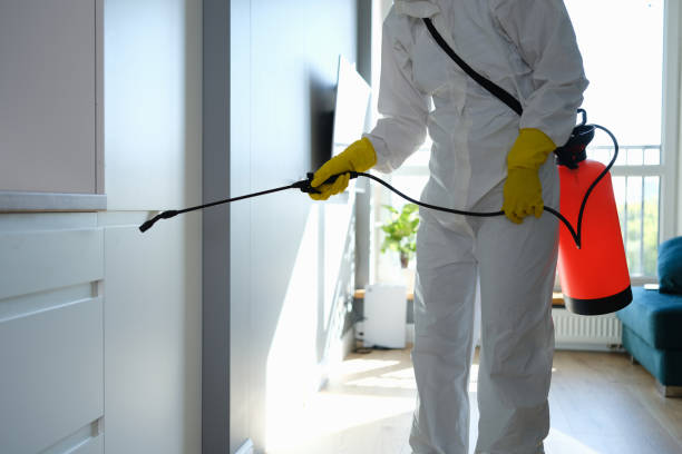 Best Same-Day Mold Removal  in Harvest, AL