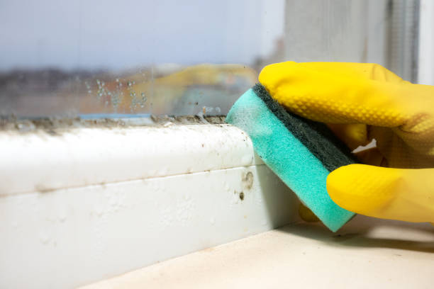 Harvest, AL Mold Removal Company