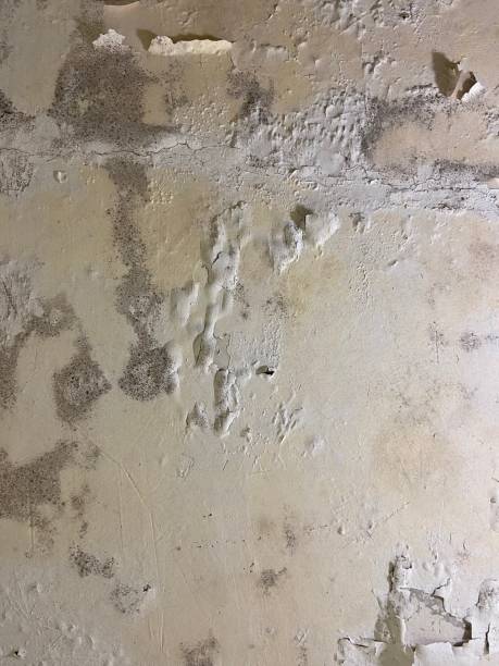 Best Mold Testing  in Harvest, AL
