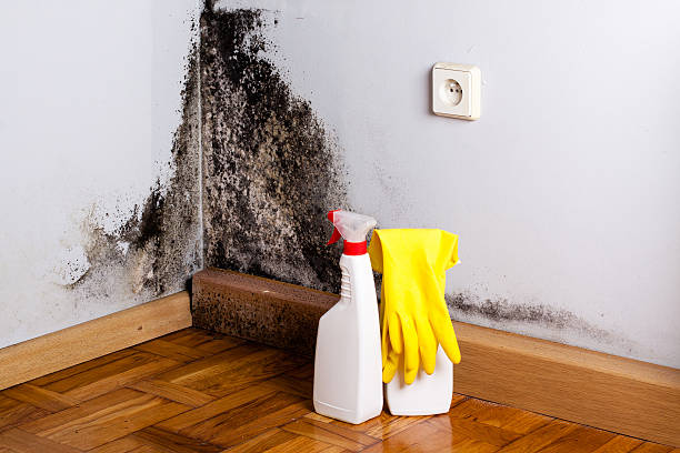 Best Commercial Mold Removal  in Harvest, AL