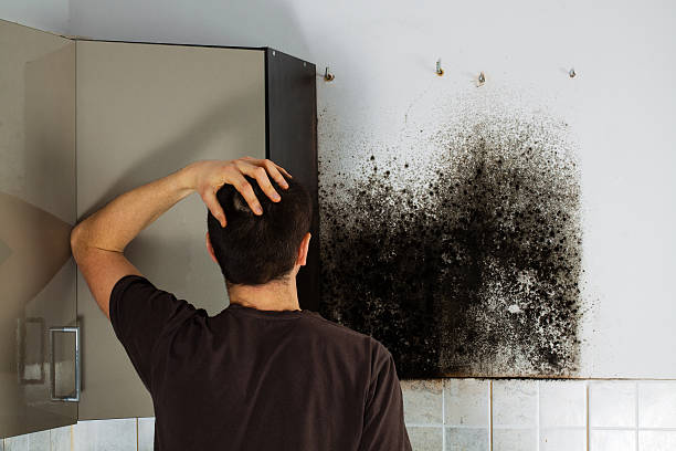 Best Local Mold Removal Service  in Harvest, AL