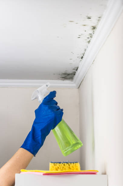 Best Mold Damage Repair  in Harvest, AL